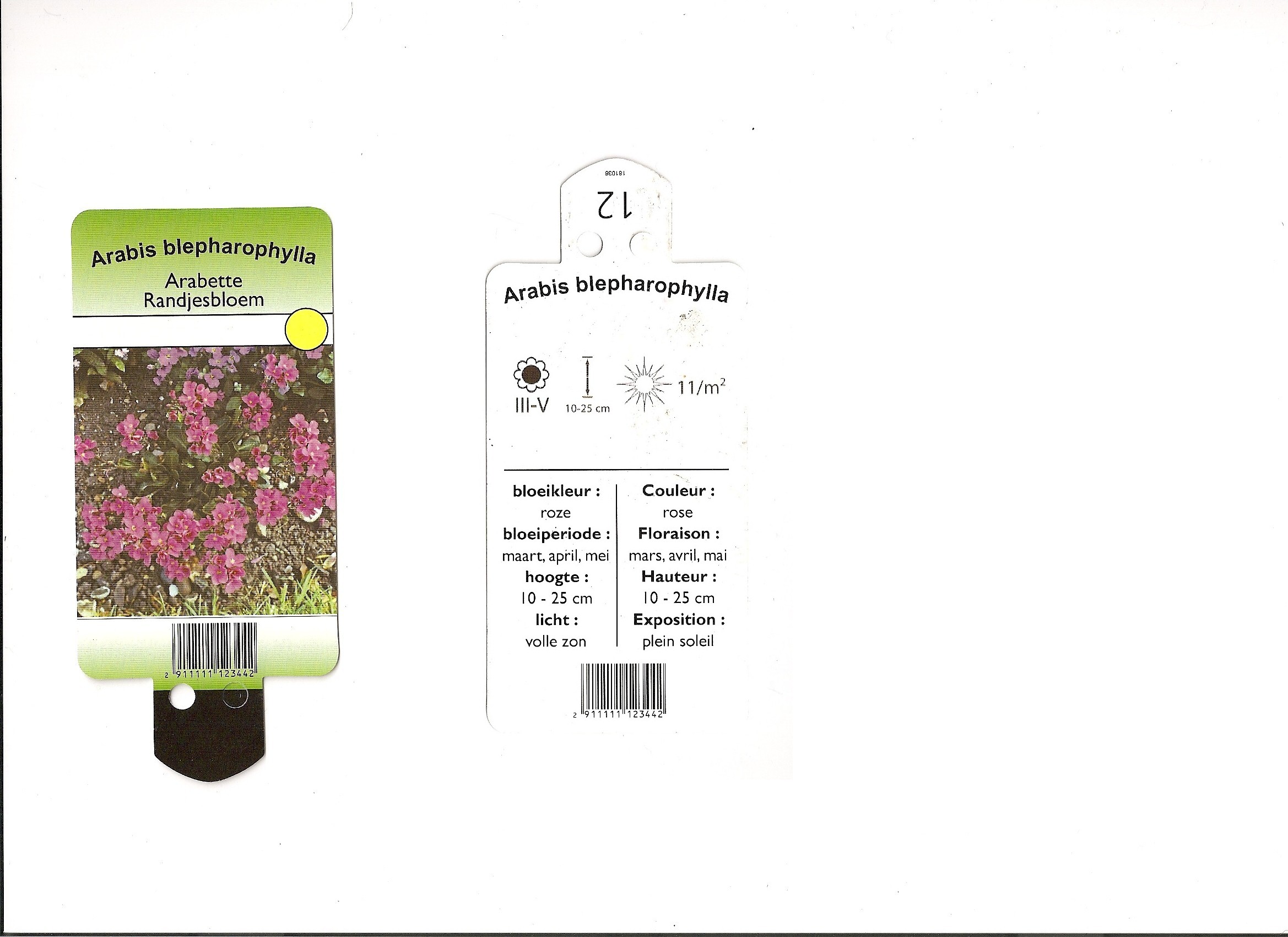 Arabis Blepharophylla.jpg